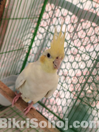 সুপার টেন। কোকাটেল